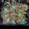 Przykladowe oferowane sztuki/ egzemplary plants 